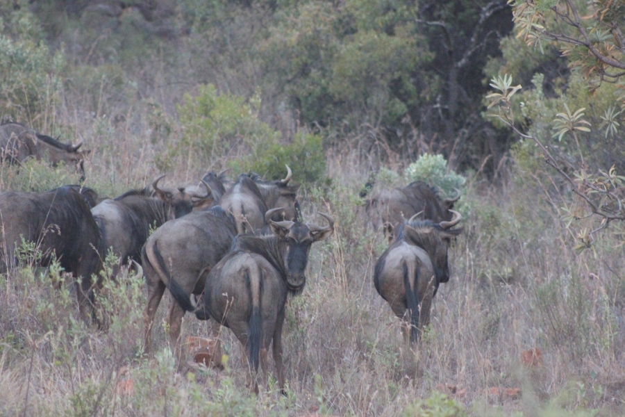 7 Bedroom Property for Sale in Ohrigstad Limpopo