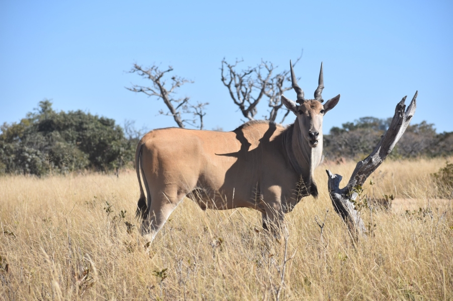 0 Bedroom Property for Sale in Bela Bela Limpopo
