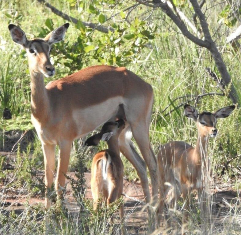 0 Bedroom Property for Sale in Verloren Estate Limpopo