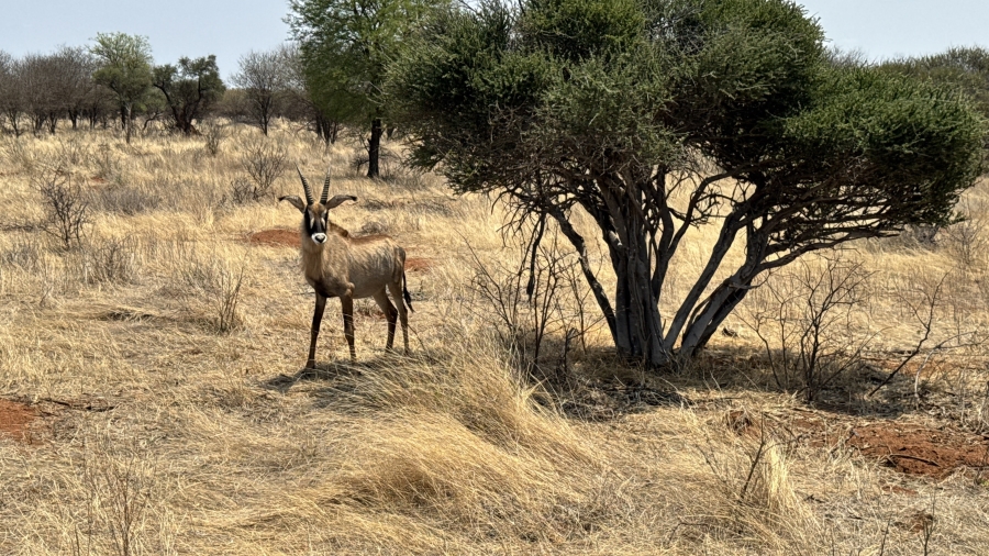 4 Bedroom Property for Sale in Marken Limpopo