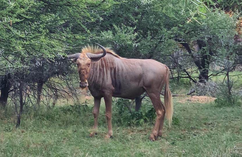 0 Bedroom Property for Sale in Bela Bela Limpopo