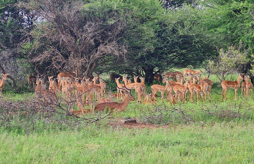 0 Bedroom Property for Sale in Bela Bela Limpopo