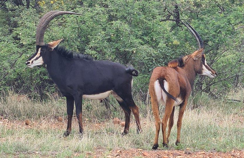 0 Bedroom Property for Sale in Bela Bela Limpopo
