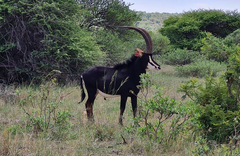 0 Bedroom Property for Sale in Bela Bela Limpopo