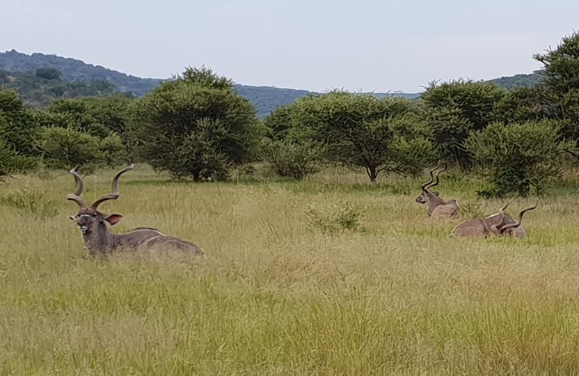 0 Bedroom Property for Sale in Bela Bela Limpopo