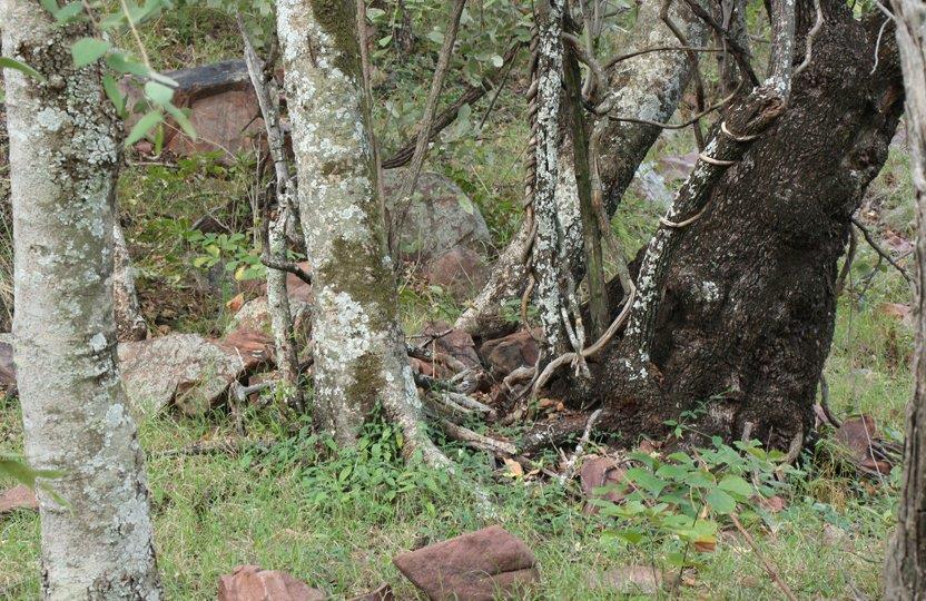 0 Bedroom Property for Sale in Bela Bela Limpopo
