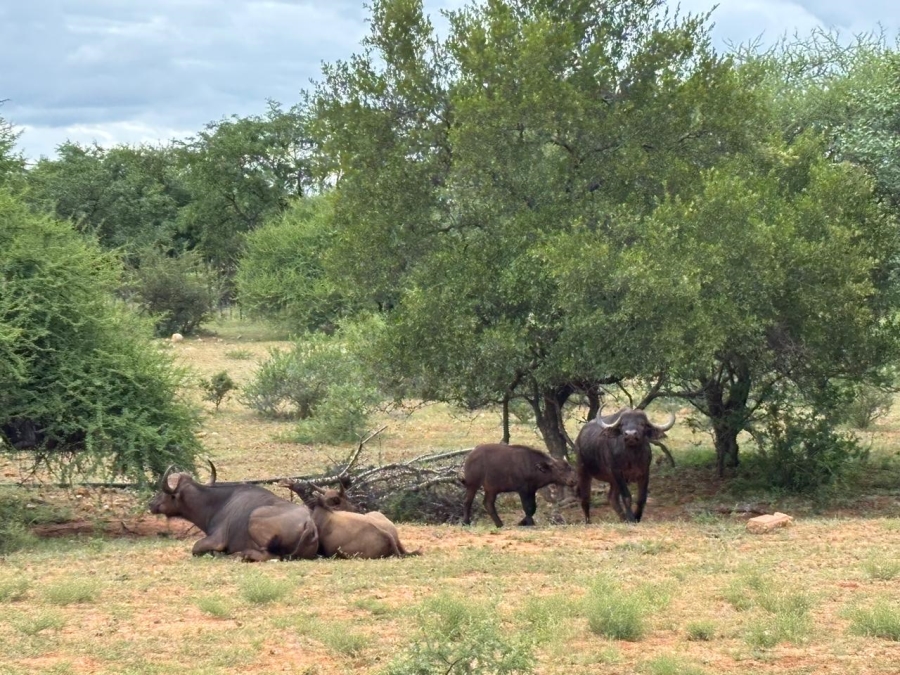 0 Bedroom Property for Sale in Mopane Limpopo