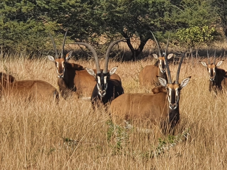 0 Bedroom Property for Sale in Mokopane Limpopo