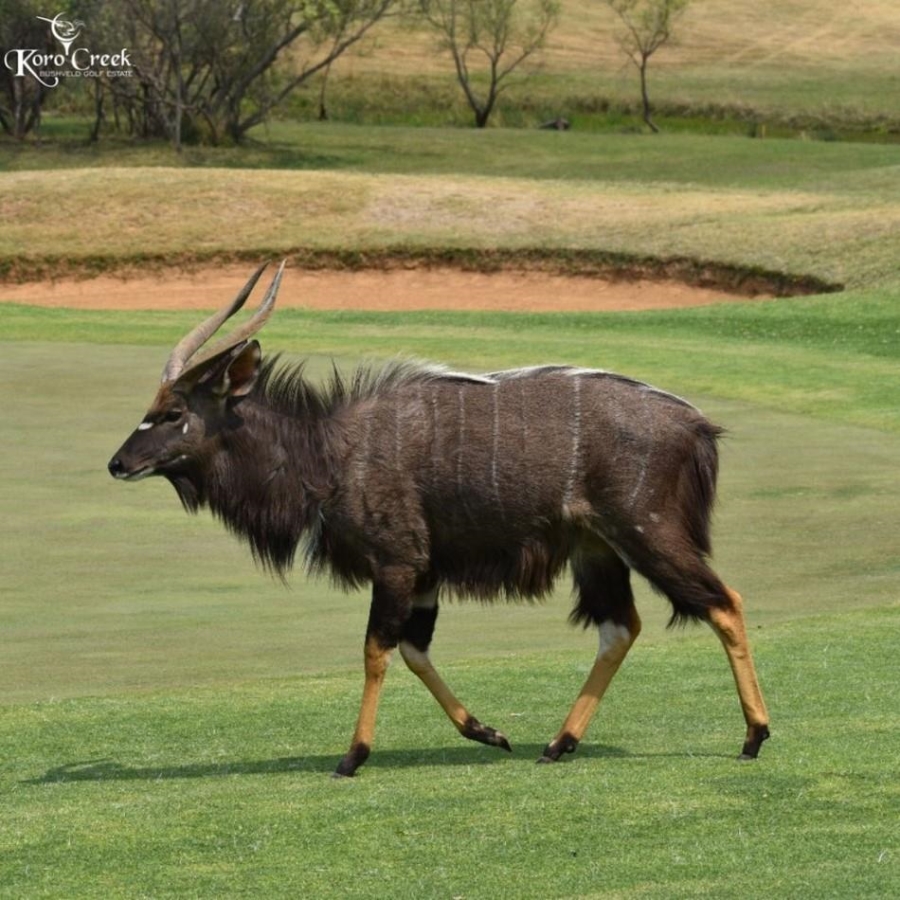 0 Bedroom Property for Sale in Koro Creek Golf Estate Limpopo