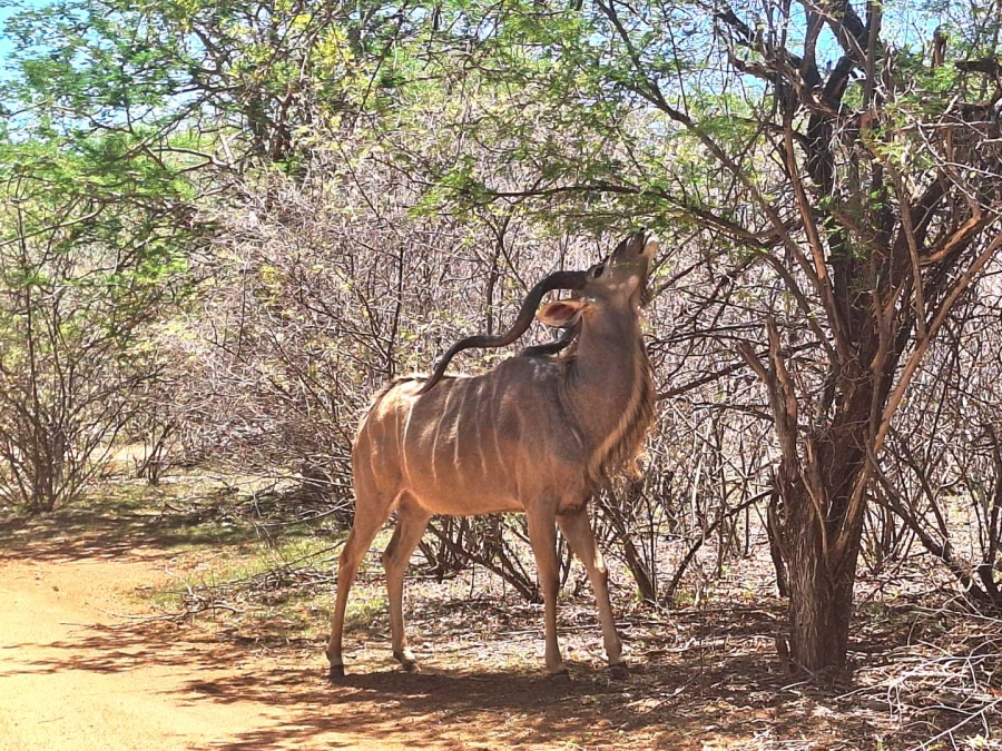 0 Bedroom Property for Sale in Leeupoort Limpopo