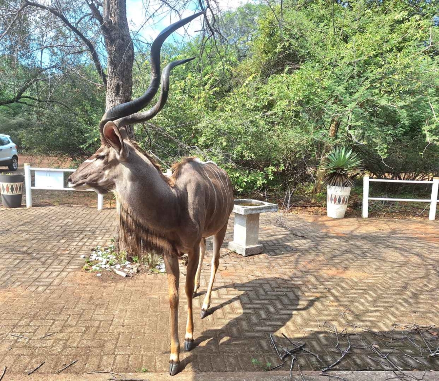 0 Bedroom Property for Sale in Leeupoort Limpopo