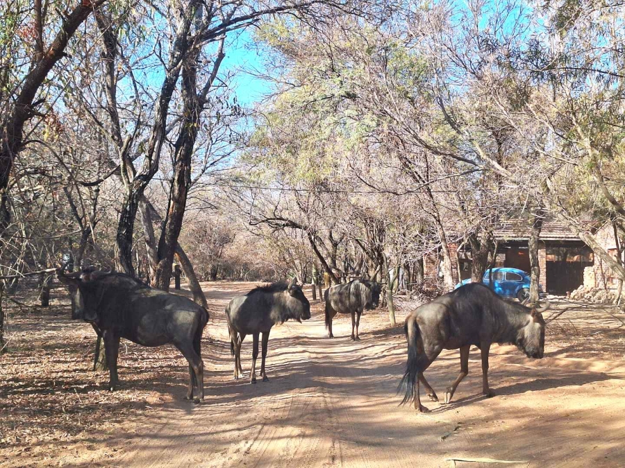 0 Bedroom Property for Sale in Leeupoort Limpopo