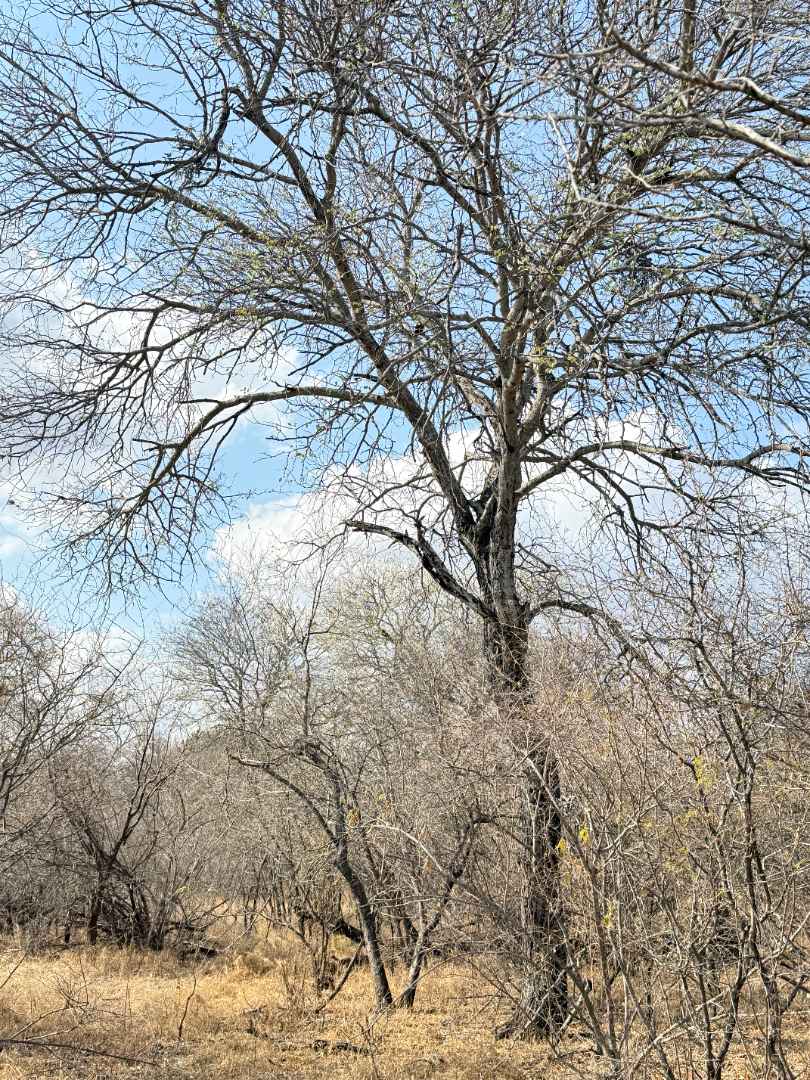 0 Bedroom Property for Sale in Hoedspruit Wildlife Estate Limpopo