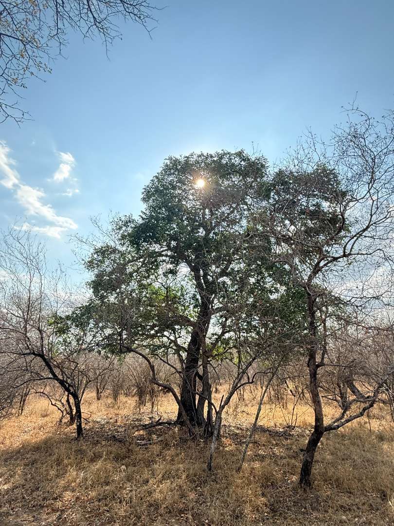 0 Bedroom Property for Sale in Hoedspruit Wildlife Estate Limpopo