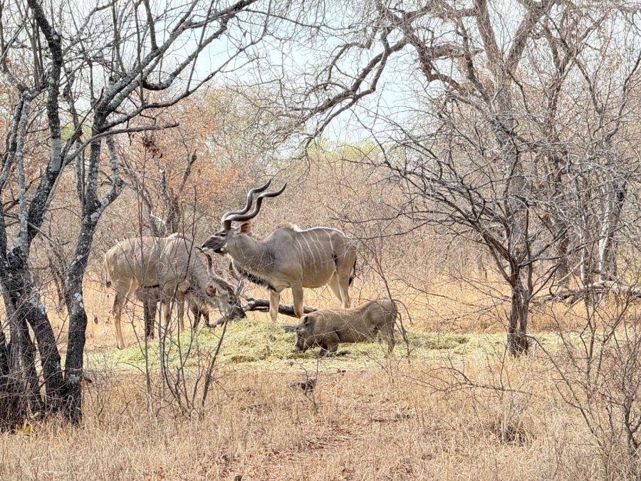 0 Bedroom Property for Sale in Hoedspruit Wildlife Estate Limpopo