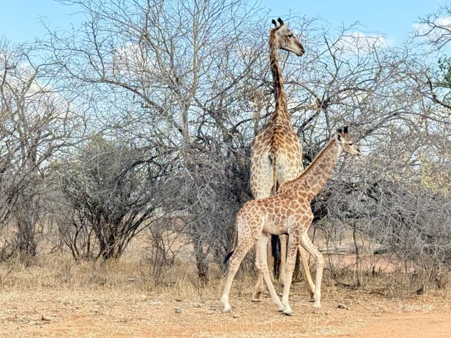 0 Bedroom Property for Sale in Hoedspruit Wildlife Estate Limpopo