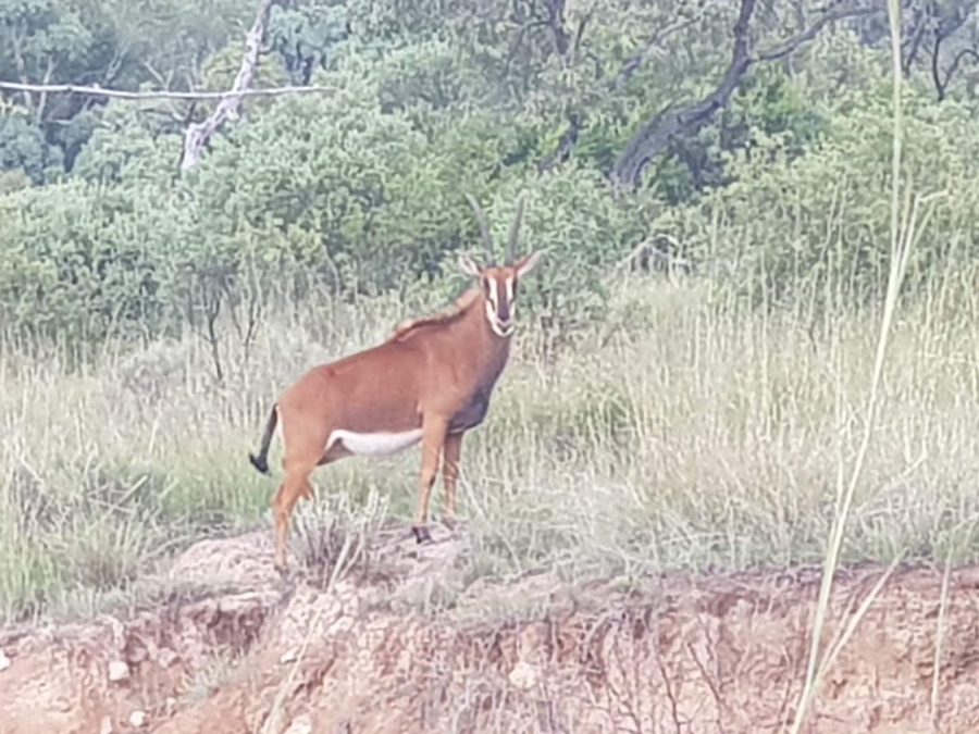0 Bedroom Property for Sale in Bela Bela Limpopo