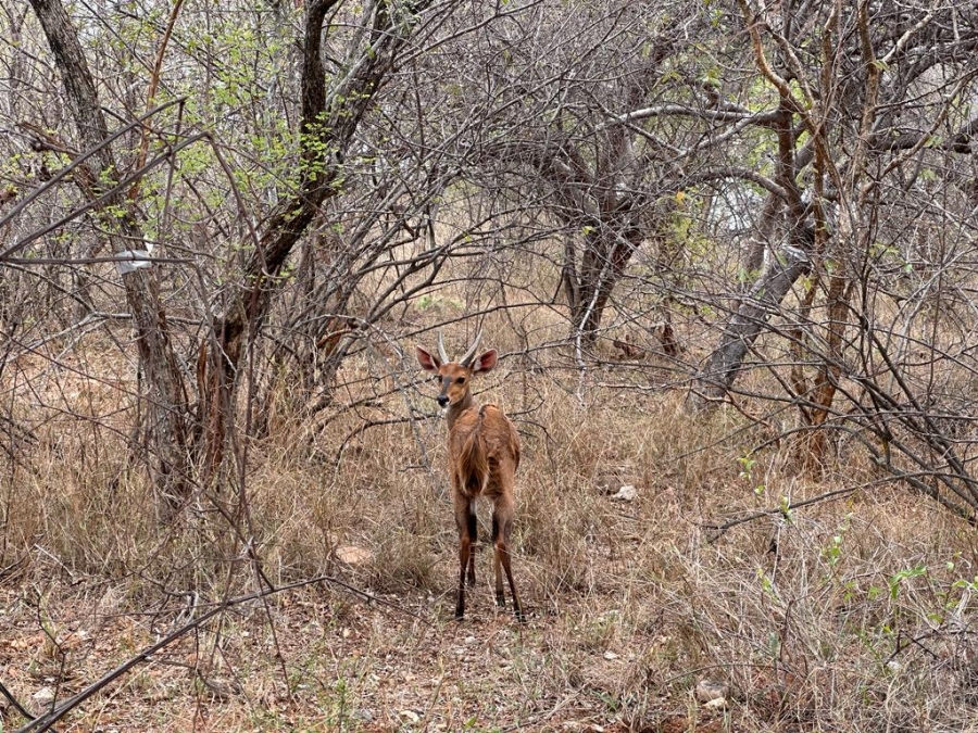 0 Bedroom Property for Sale in Elephant Rock Eco Estate Limpopo