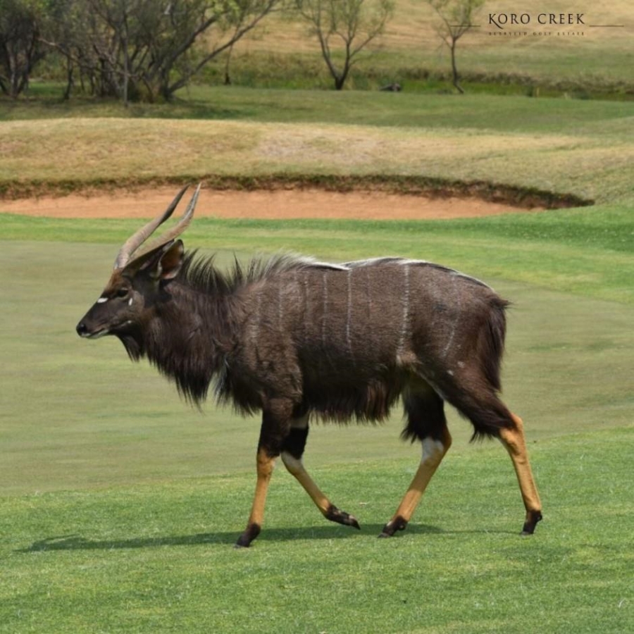 0 Bedroom Property for Sale in Koro Creek Golf Estate Limpopo