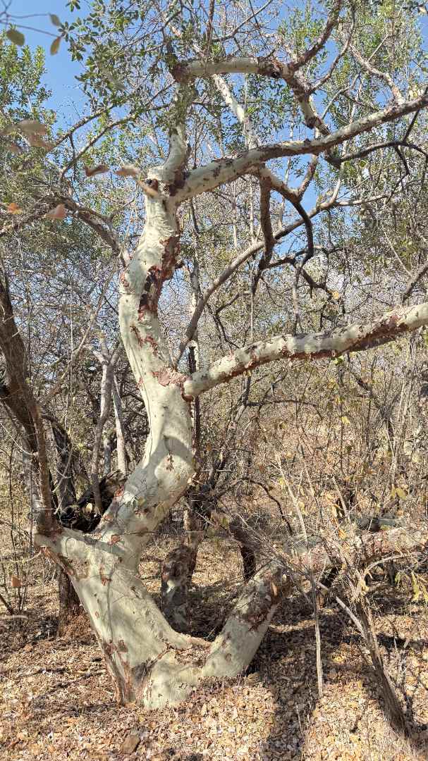 0 Bedroom Property for Sale in Elephant Rock Eco Estate Limpopo
