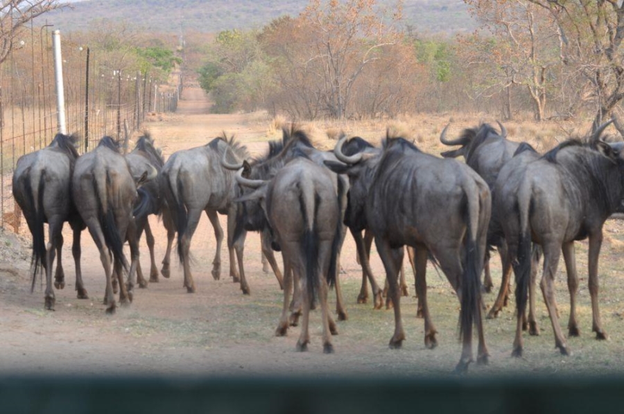 0 Bedroom Property for Sale in Vaalwater Limpopo