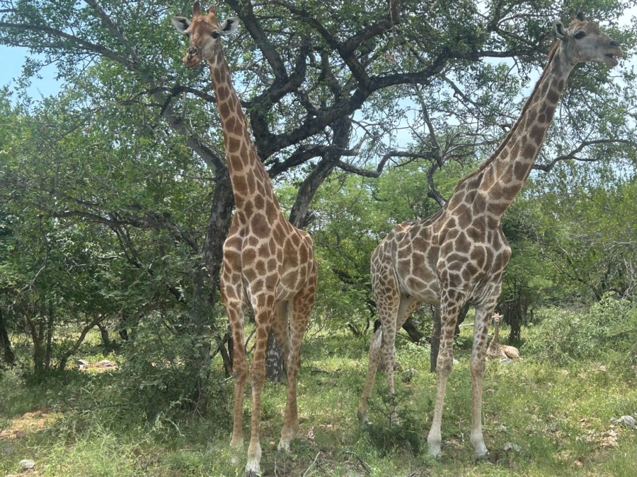 4 Bedroom Property for Sale in Blyde Wildlife Estate Limpopo