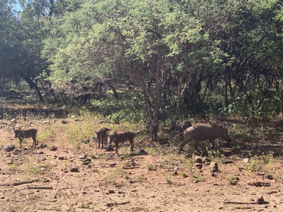 4 Bedroom Property for Sale in Blyde Wildlife Estate Limpopo