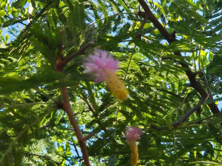 0 Bedroom Property for Sale in Leeupoort Limpopo