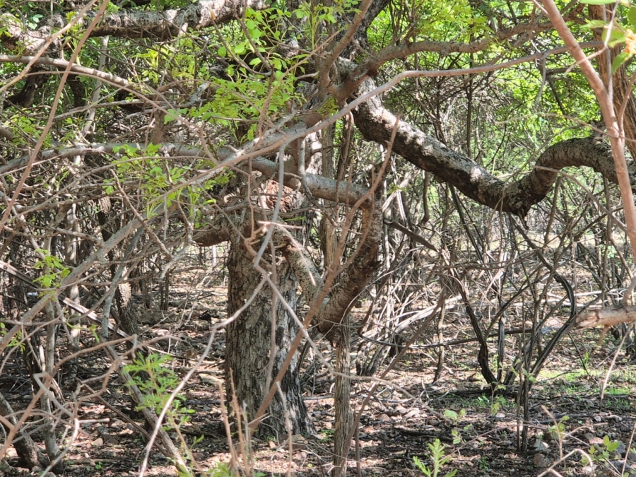 0 Bedroom Property for Sale in Leeupoort Limpopo