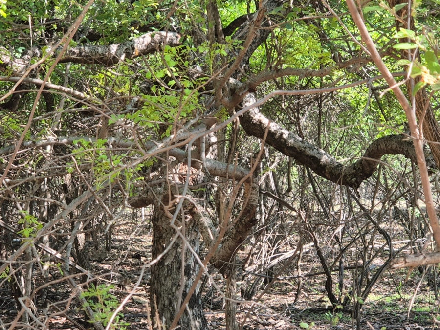 0 Bedroom Property for Sale in Leeupoort Limpopo