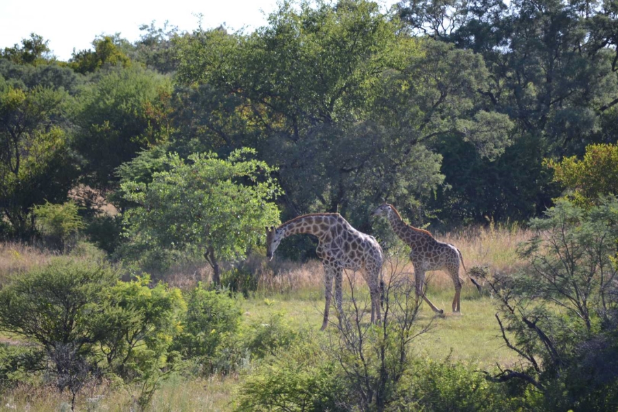 0 Bedroom Property for Sale in Thabazimbi Limpopo