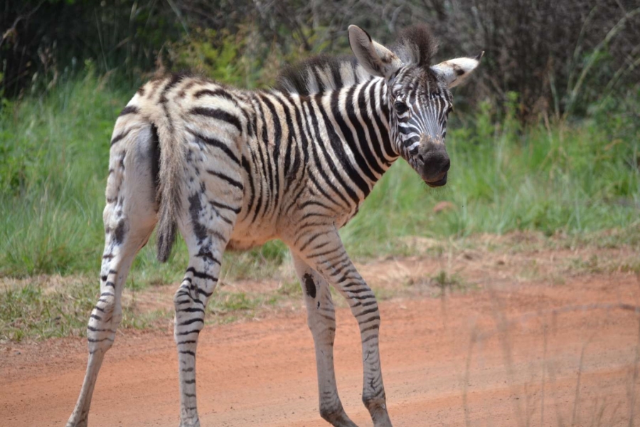 0 Bedroom Property for Sale in Thabazimbi Limpopo