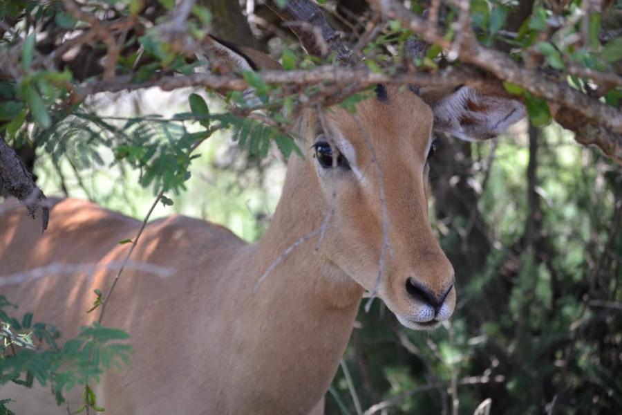 0 Bedroom Property for Sale in Thabazimbi Limpopo