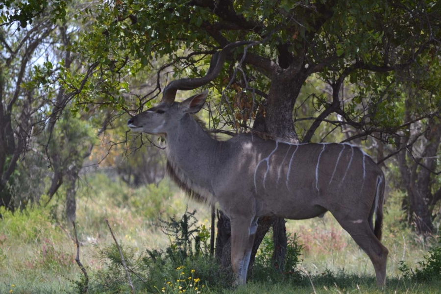 0 Bedroom Property for Sale in Thabazimbi Limpopo