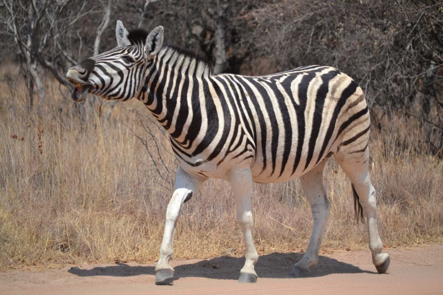 0 Bedroom Property for Sale in Thabazimbi Limpopo