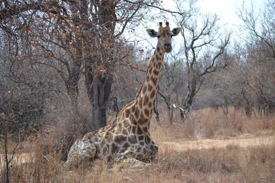 0 Bedroom Property for Sale in Thabazimbi Limpopo