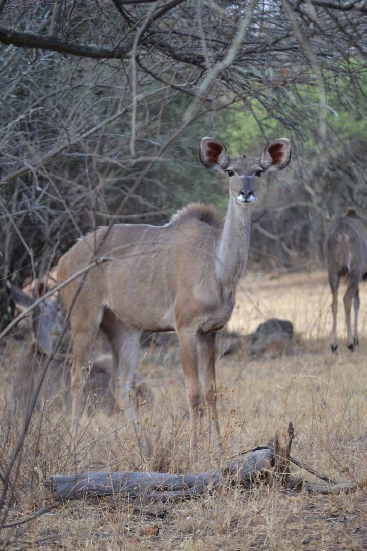 0 Bedroom Property for Sale in Thabazimbi Limpopo