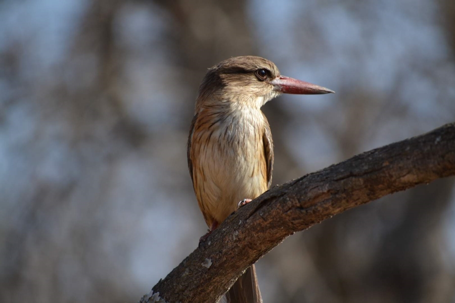 0 Bedroom Property for Sale in Thabazimbi Limpopo