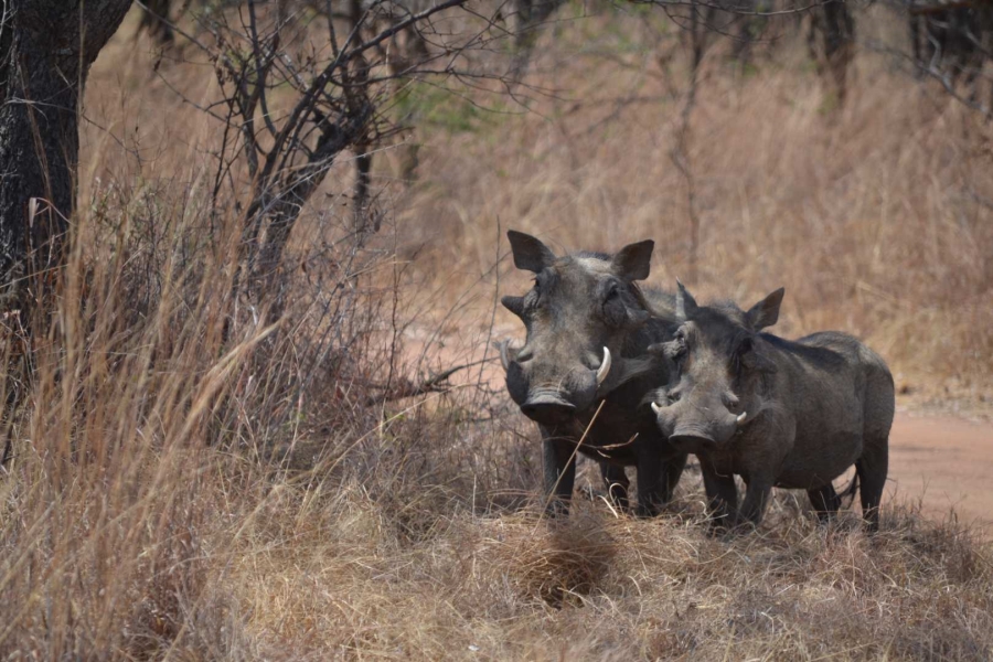 0 Bedroom Property for Sale in Thabazimbi Limpopo