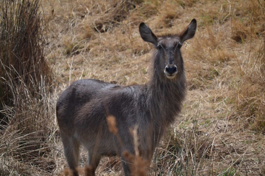 0 Bedroom Property for Sale in Thabazimbi Limpopo