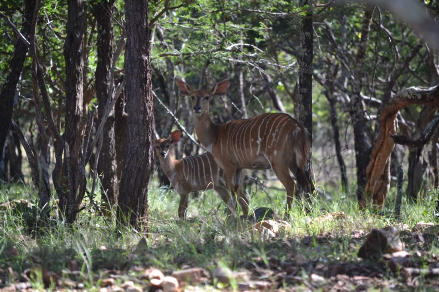 0 Bedroom Property for Sale in Thabazimbi Limpopo