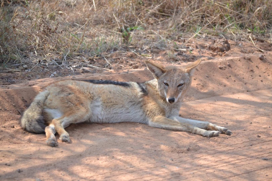 0 Bedroom Property for Sale in Thabazimbi Limpopo