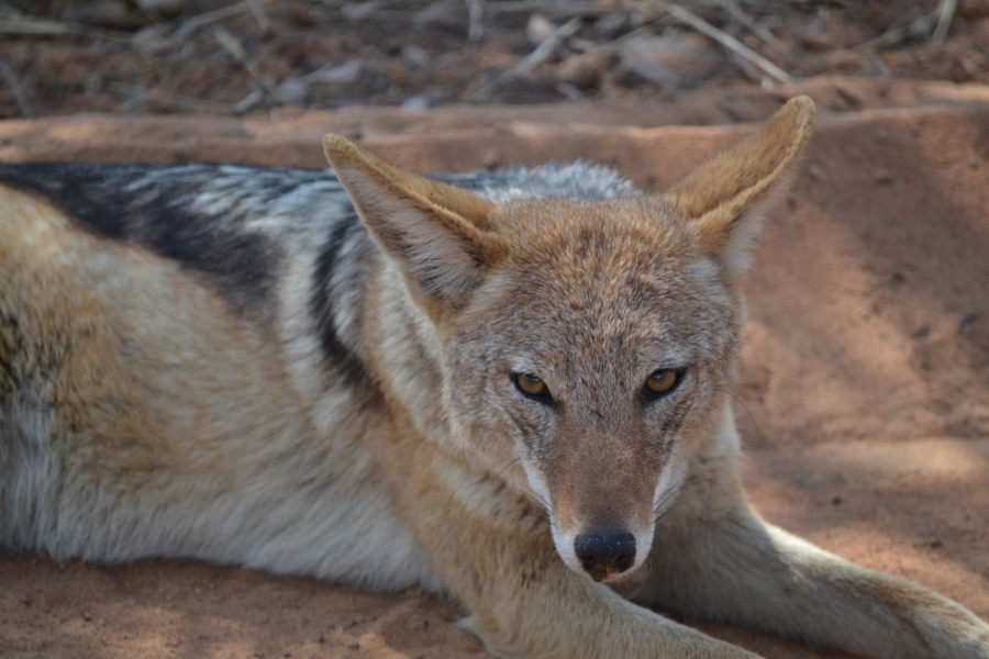 0 Bedroom Property for Sale in Thabazimbi Limpopo