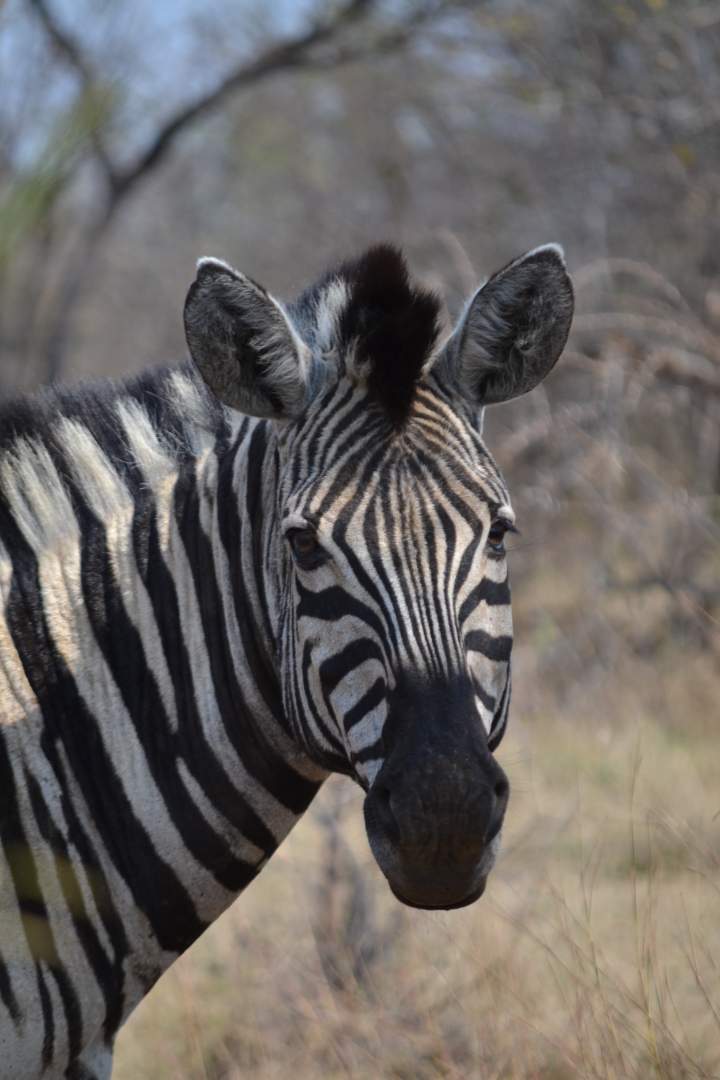 0 Bedroom Property for Sale in Thabazimbi Limpopo