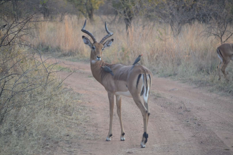 0 Bedroom Property for Sale in Thabazimbi Limpopo