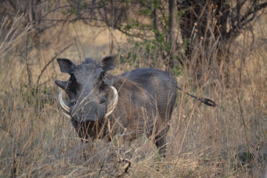 0 Bedroom Property for Sale in Thabazimbi Limpopo