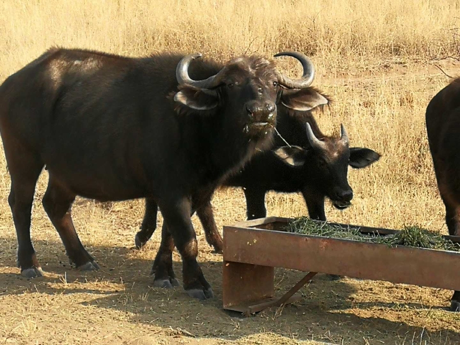 0 Bedroom Property for Sale in Thabazimbi Limpopo