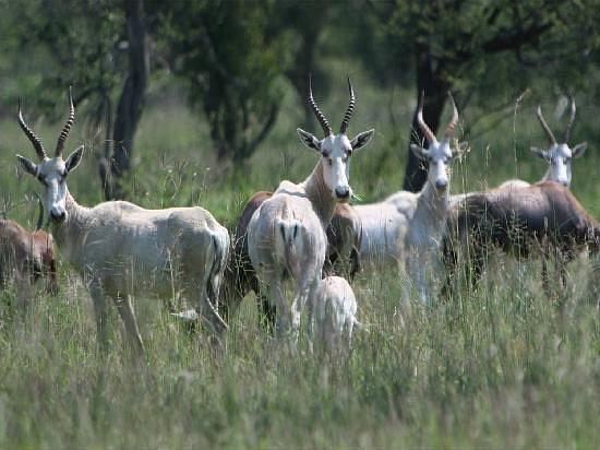 0 Bedroom Property for Sale in Thabazimbi Limpopo