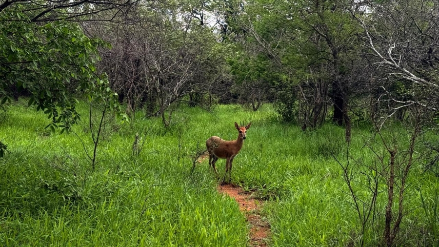 0 Bedroom Property for Sale in Hoedspruit Wildlife Estate Limpopo
