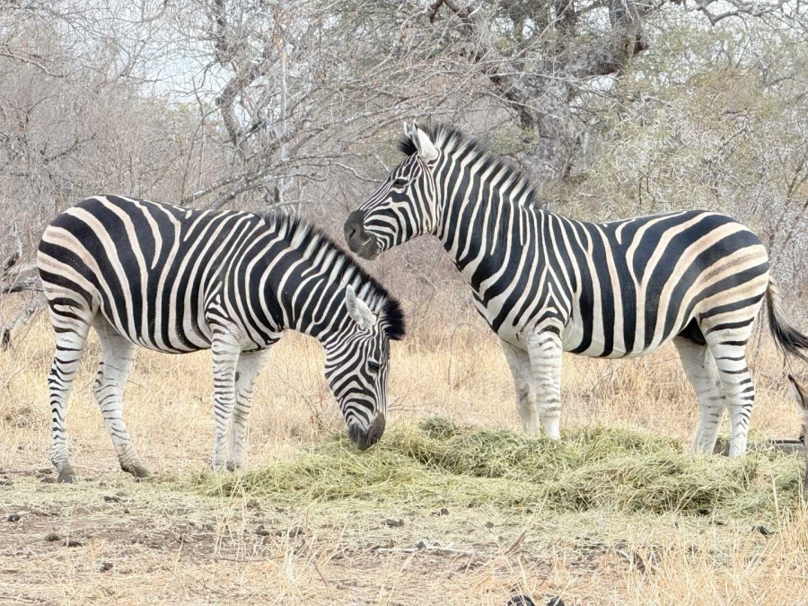 0 Bedroom Property for Sale in Hoedspruit Wildlife Estate Limpopo